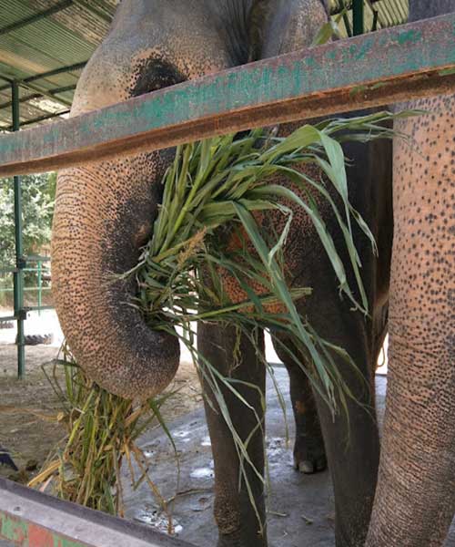 Taj Mahal Tour with Elephant Conservation Tour