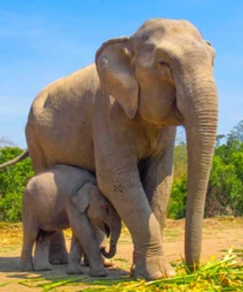 Taj Mahal & Elephant Wildlife SOS