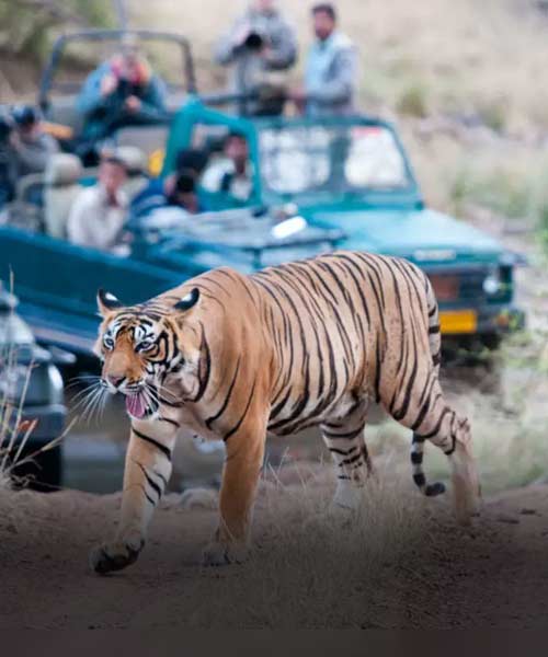 Golden Triangle Tour with Ranthambore