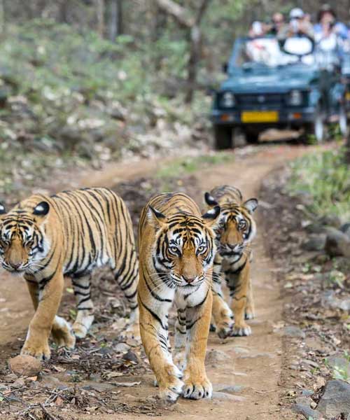 Golden Triangle Tour with Ranthambore