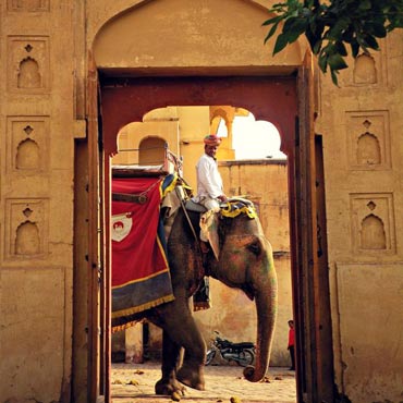 Camel Safari Tour