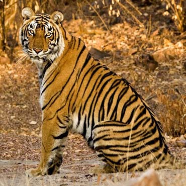 golden-triangle-tour-with-ranthambore