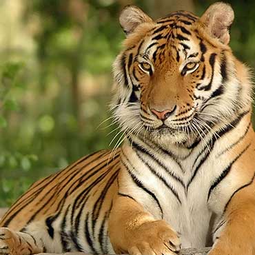 golden-triangle-tour-with-ranthambore