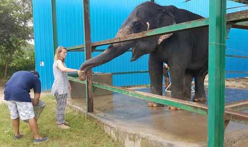 Taj Mahal Tour with Elephant Conservation Center