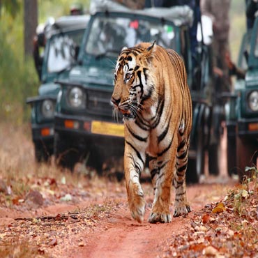 golden-triangle-tour-with-ranthambore